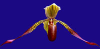 Paph Julius